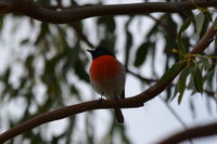 Scarlet Robin male The Block Berringa