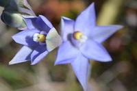 Scented Sun Orchid - Berringa Block