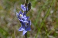 Scented Sun Orchid - Berringa Block