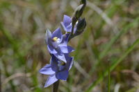 Scented Sun Orchid - Berringa Block