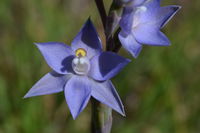 Scented Sun Orchid - Berringa Block