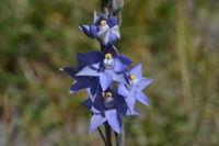 Scented Sun Orchid - Berringa Block