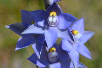 Scented Sun Orchid - Berringa Block