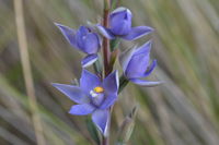 Scented Sun-Orchid - Berringa Sanctuary 