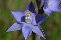 Scented Sun-Orchid - Berringa Sanctuary 