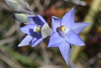 Scented Sun-Orchid - Berringa Sanctuary 