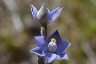 Scented Sun-Orchid - Berringa Sanctuary 