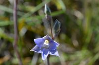Scented Sun-Orchid - Berringa Sanctuary 