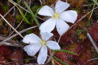 Scented Sundew - Berringa Block