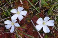 Scented Sundew - Berringa Block