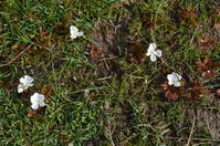 Scented Sundew - Berringa Sanctuary 