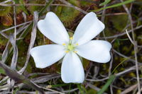 Scented Sundews - Berringa Sanctuary