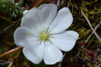 Scented Sundews - Berringa Sanctuary