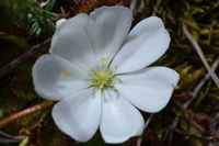 Scented Sundews - Berringa Sanctuary