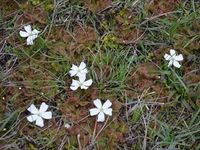 Scented Sundews - The Block Berringa