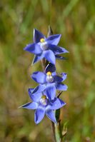 Scented Sun Orchid - Berringa Sanctuary 