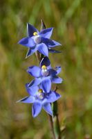 Scented Sun Orchid - Berringa Sanctuary 