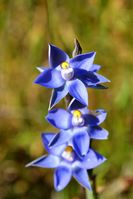 Scented Sun Orchid - Berringa Sanctuary 