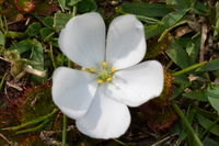 Scented Sundew - Berringa Sanctuary 