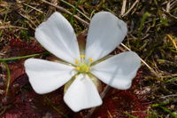 Scented Sundew - Berringa Sanctuary 