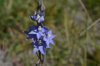 Scented Sundew - Berringa Sanctuary 