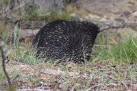 Short Beaked Echidna - Berringa Sanctuary 