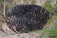 Short Beaked Echidna - Berringa Sanctuary 