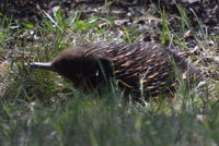 Short Beaked Echidna - Berringa Sanctuary 