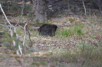 Short Beaked Echidna - Berringa Sanctuary 