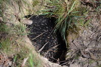 Short Beaked Echidna - Berringa Sanctuary 