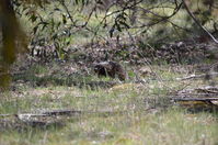 Short Beaked Echidna - Berringa Sanctuary 