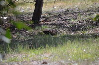 Short Beaked Echidna - Berringa Sanctuary 