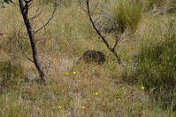 Short Beaked Echidna - Berringa Sanctuary 