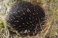 Short Beaked Echidna - Berringa Sanctuary 