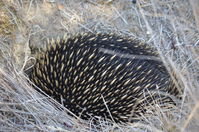 Short Beaked Echidna - Berringa Sanctuary 