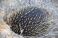 Short Beaked Echidna - Berringa Sanctuary 