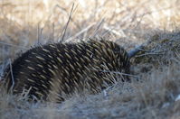 Short Beaked Echidna - Berringa Sanctuary 