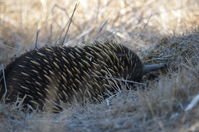 Short Beaked Echidna - Berringa Sanctuary 