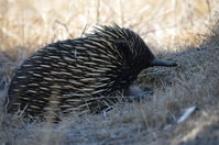 Short Beaked Echidna - Berringa Sanctuary 