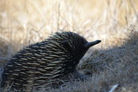 Short Beaked Echidna - Berringa Sanctuary 