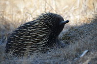 Short Beaked Echidna - Berringa Sanctuary 