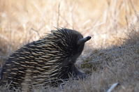 Short Beaked Echidna - Berringa Sanctuary 