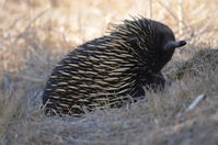 Short Beaked Echidna - Berringa Sanctuary 