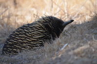 Short Beaked Echidna - Berringa Sanctuary 