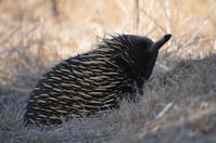 Short Beaked Echidna - Berringa Sanctuary 