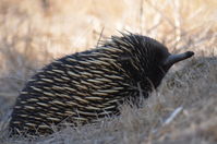 Short Beaked Echidna - Berringa Sanctuary 