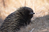 Short Beaked Echidna - Berringa Sanctuary 