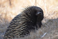 Short Beaked Echidna - Berringa Sanctuary 