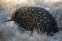 Short Beaked Echidna - Berringa Sanctuary 