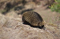 Short Beaked Echidna - Berringa Sanctuary 